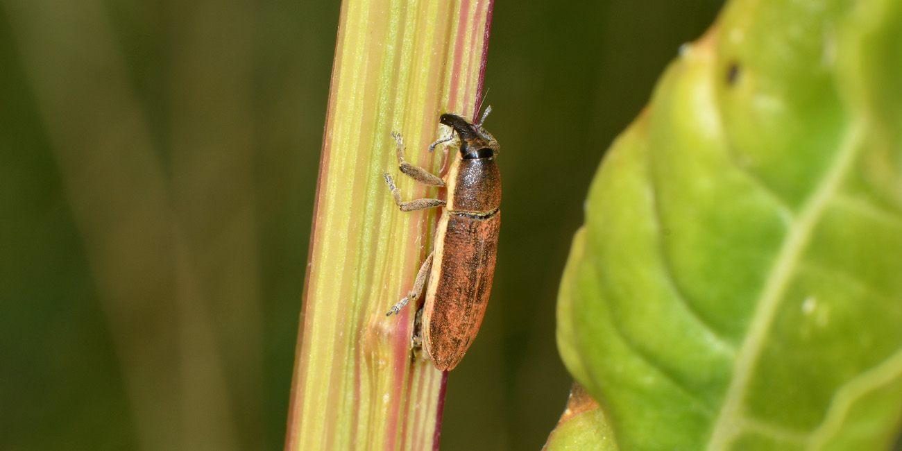 Curculionidae: Lixus juncii, femmina